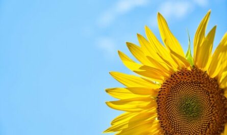 Solar